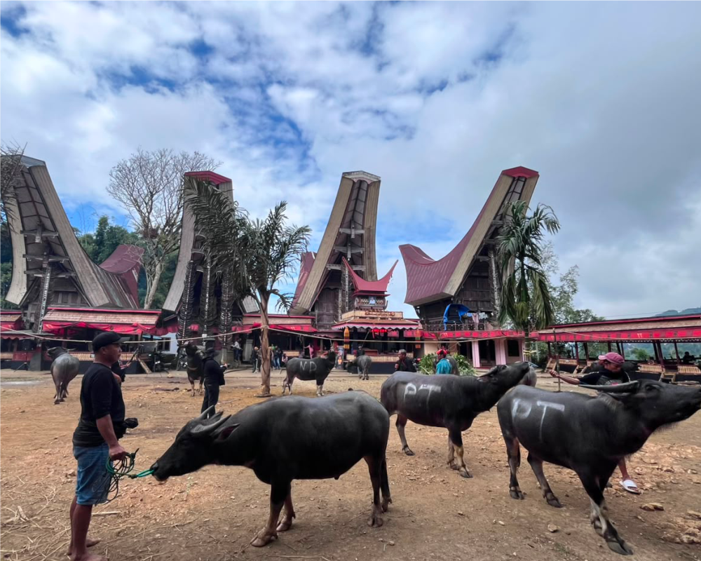 Toraja → Lolai → Bori Kalimbuang → Batutumonga → Loko Mata → Toraja
