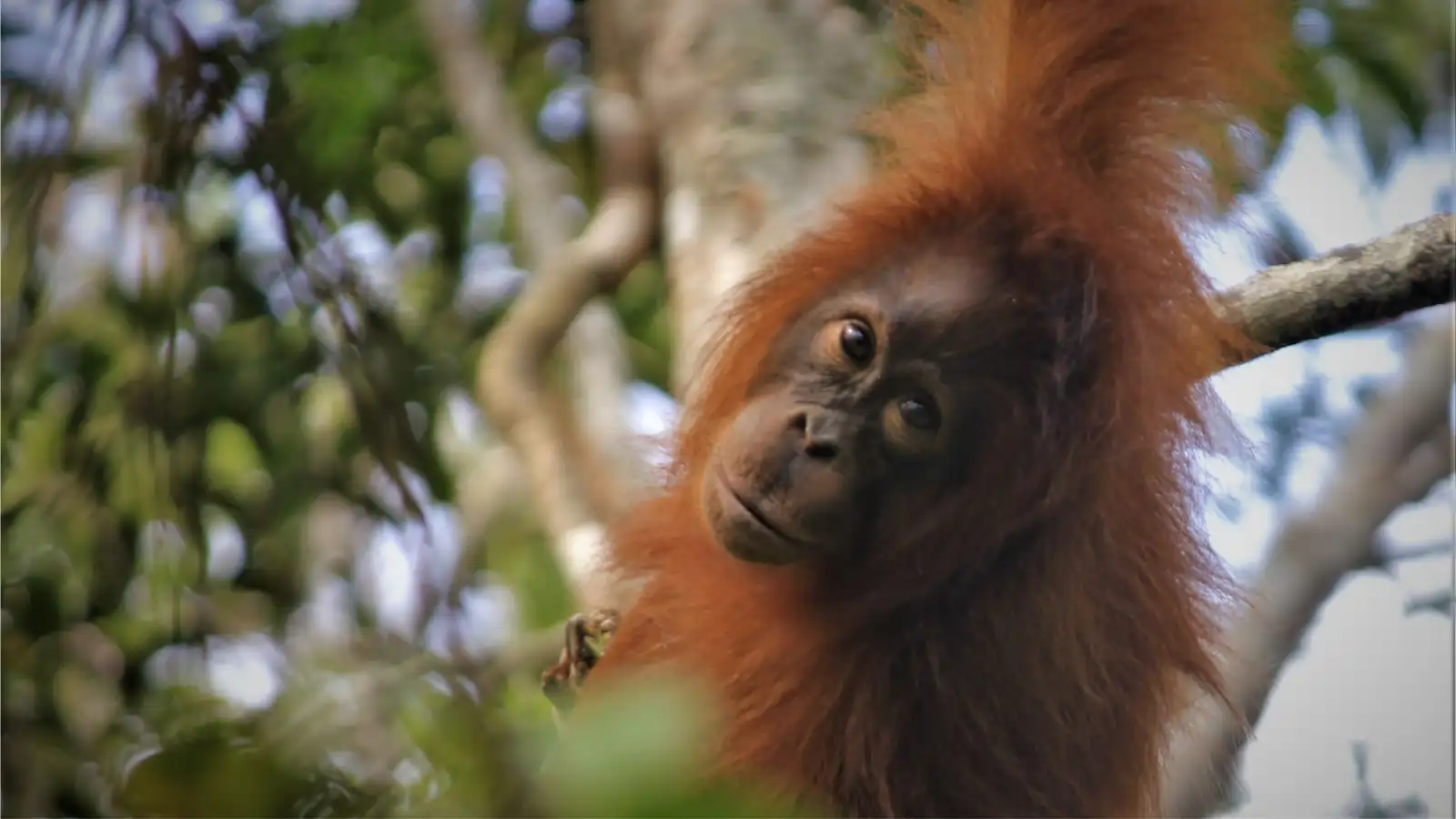 Tanjung Puting — Orang-Utans, Regenwälder & Flusswelten