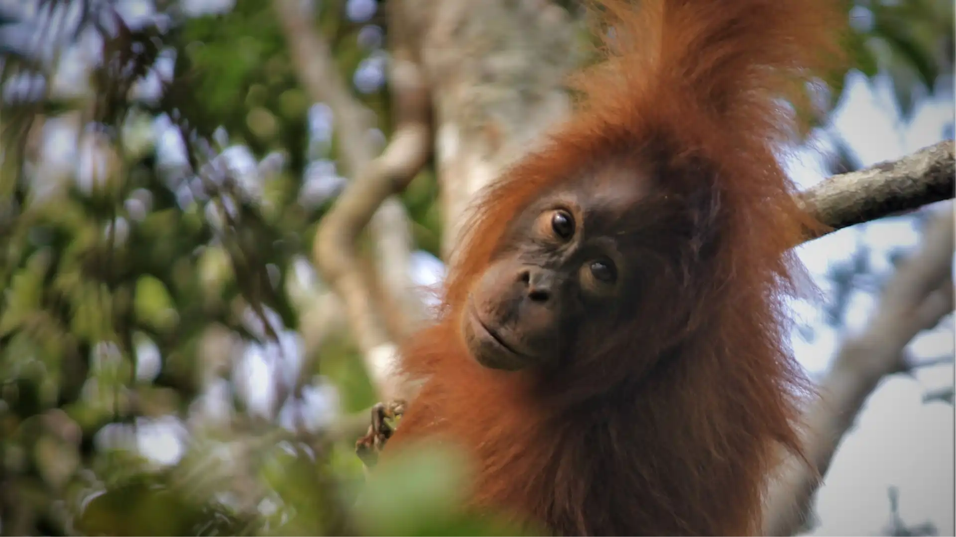 Kalimantan